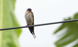 Image of Striated Swallow