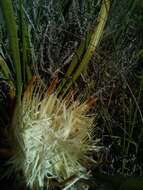 Image of Protea aspera Phillips