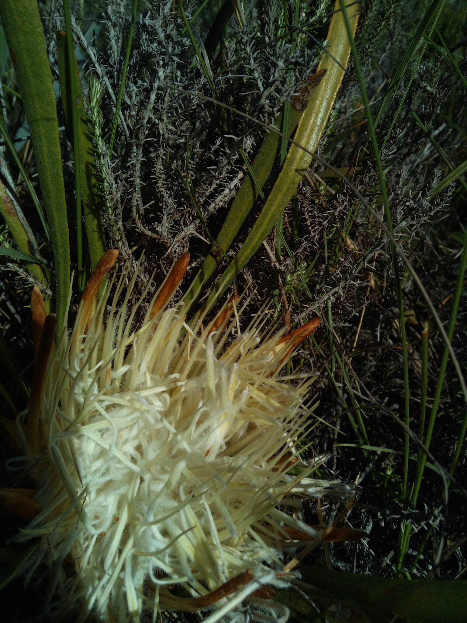 Image of Protea aspera Phillips