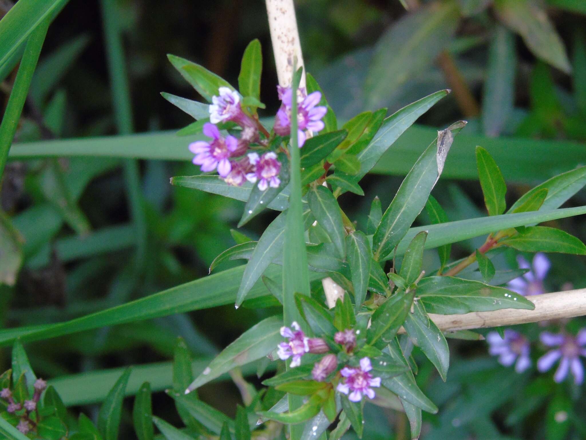 Image of Cuphea fruticosa Spreng.