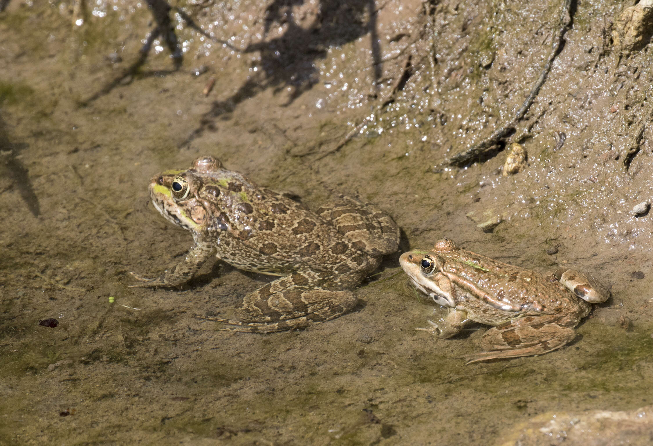 Image of Eurasian Marsh Frog