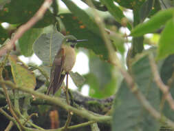 Image of Fawn-breasted Brilliant