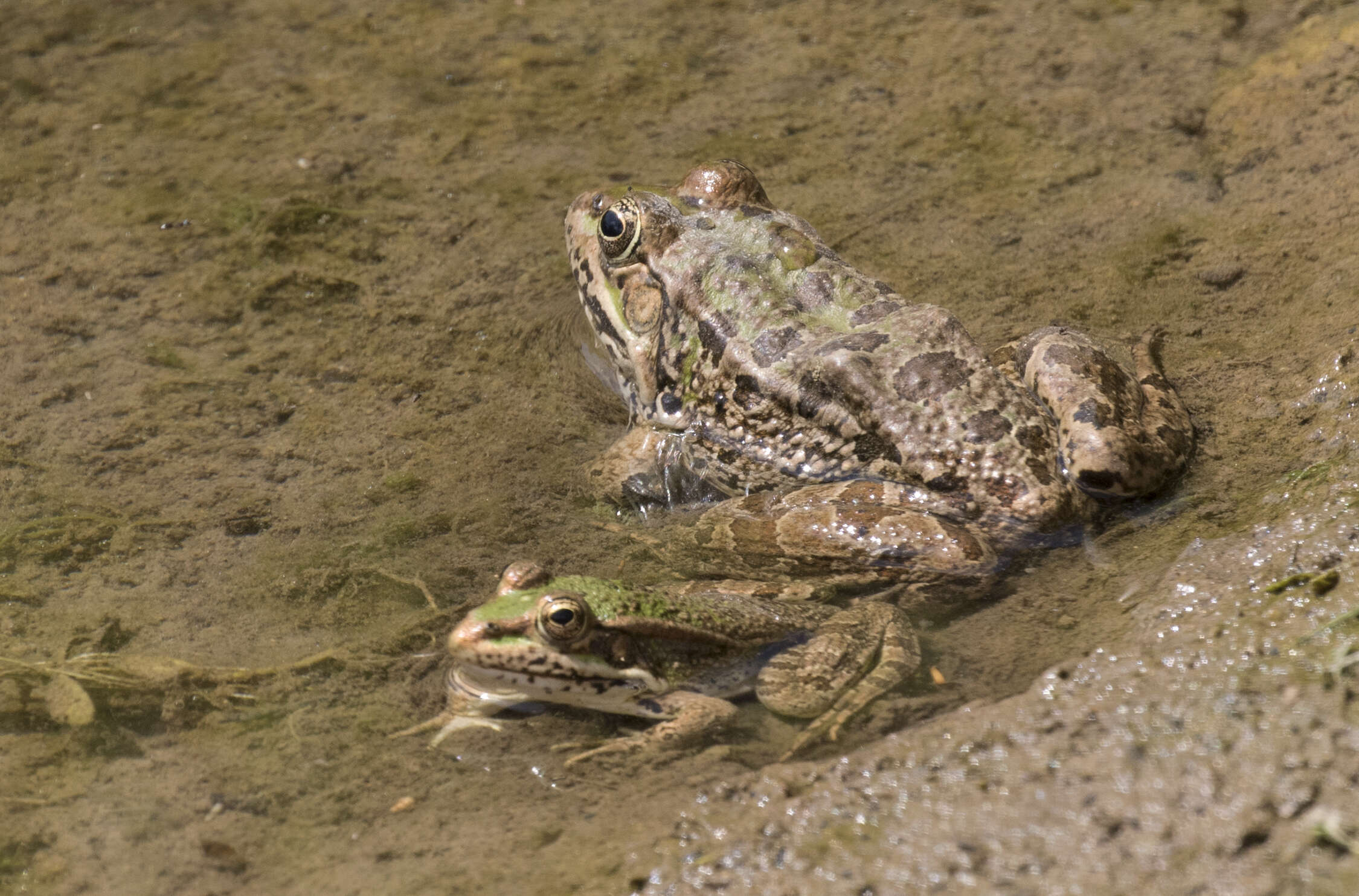 Image of Eurasian Marsh Frog