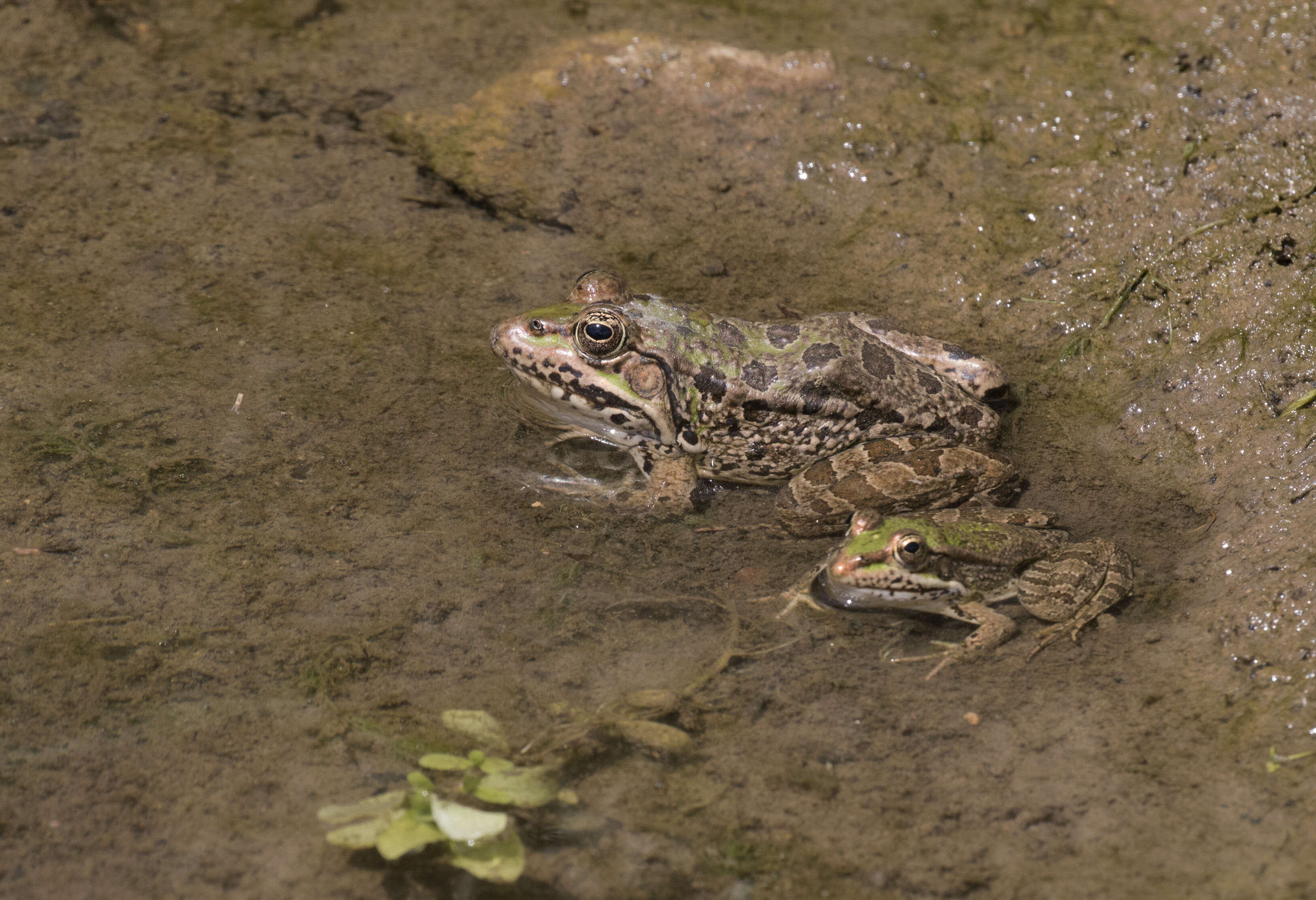 Image of Eurasian Marsh Frog