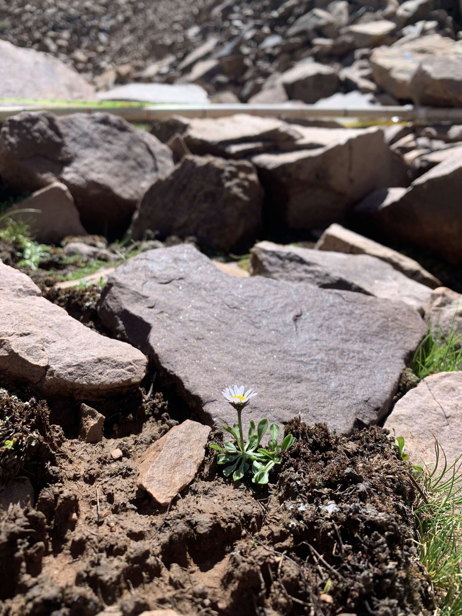 Image of blackhead fleabane