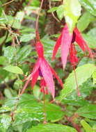 Image of Fuchsia regia (Vand. ex Vell.) Munz