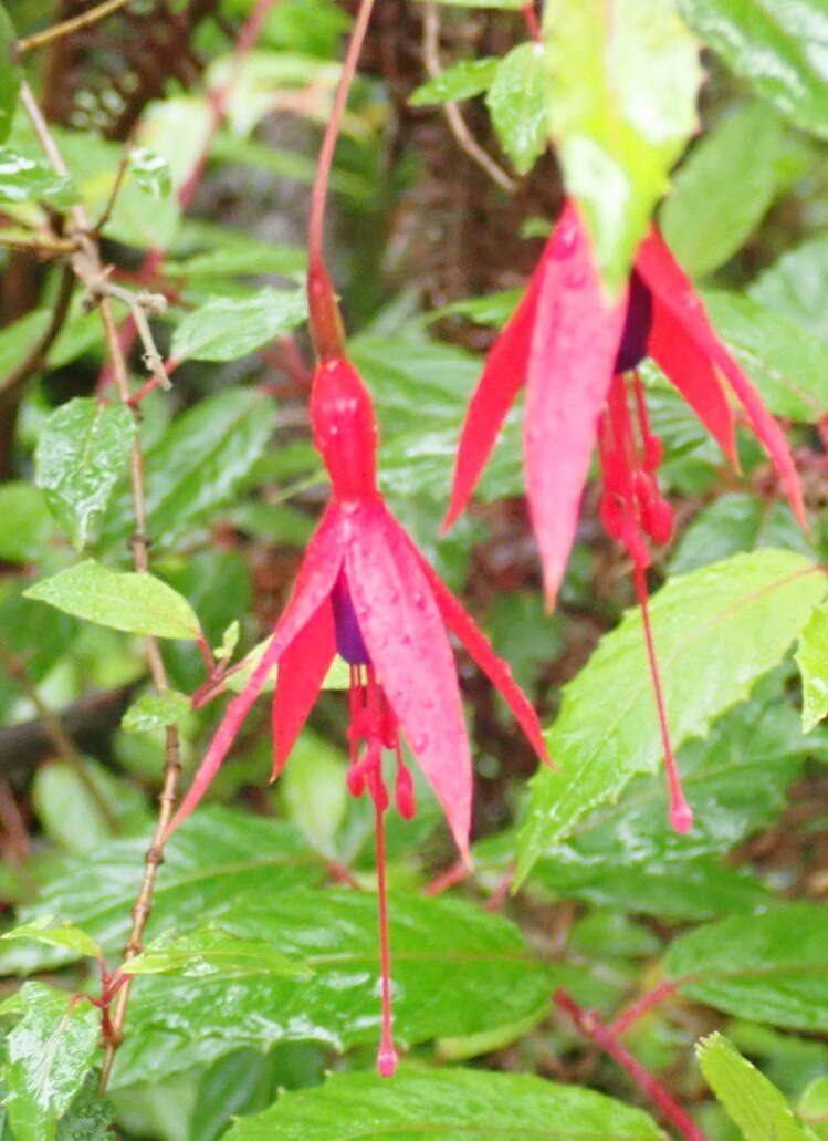 Image of Fuchsia regia (Vand. ex Vell.) Munz