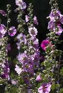 Image of hollyhock