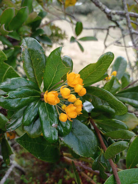 Image of Berberis huertasii L. A. Camargo G.