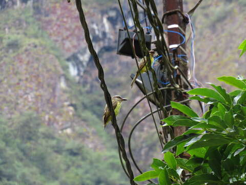 Image of Golden-crowned Flycatcher