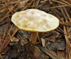 Image of Suillus hirtellus (Peck) Snell 1944