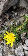 Image of Crepis terglouensis (Hacq.) A. Kerner