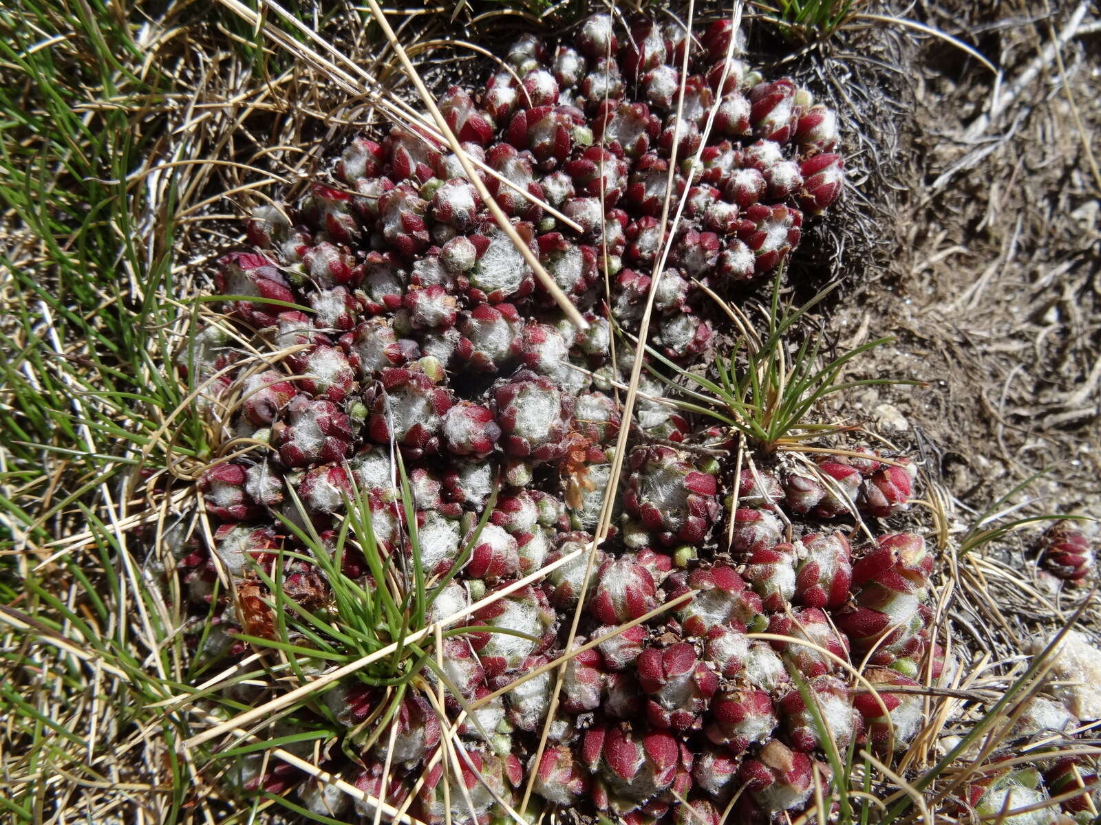 Image of Sempervivum arachnoideum subsp. tomentosum (C. B. Lehm. & Schnittspahn) Schinz & Thell.