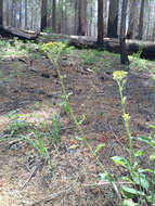 Image of rayless ragwort