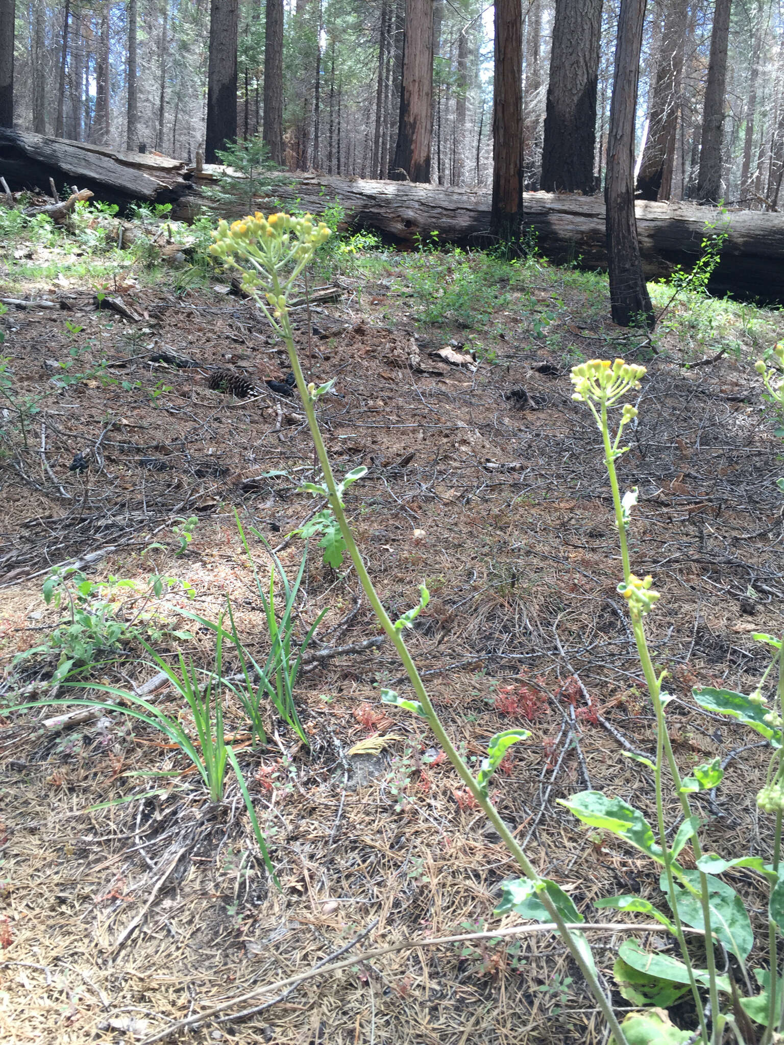 Image of rayless ragwort