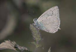 Image of Polyommatus daphnis