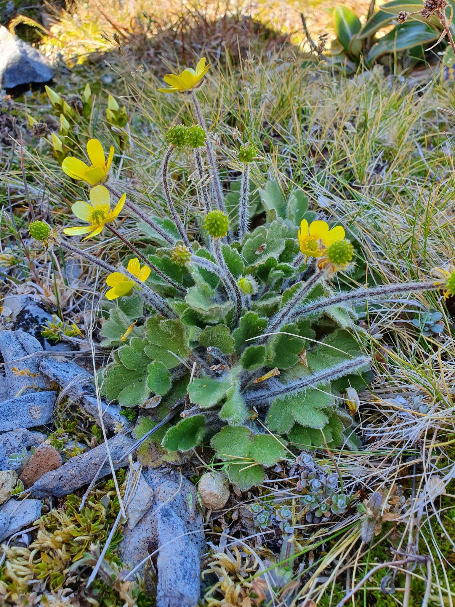 Image of Australian buttercup