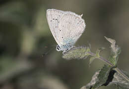 Image of Polyommatus daphnis