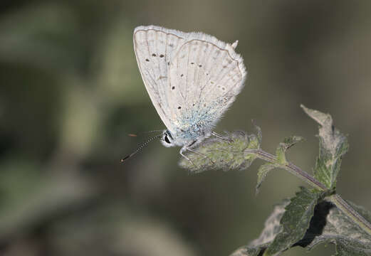 Image of Polyommatus daphnis