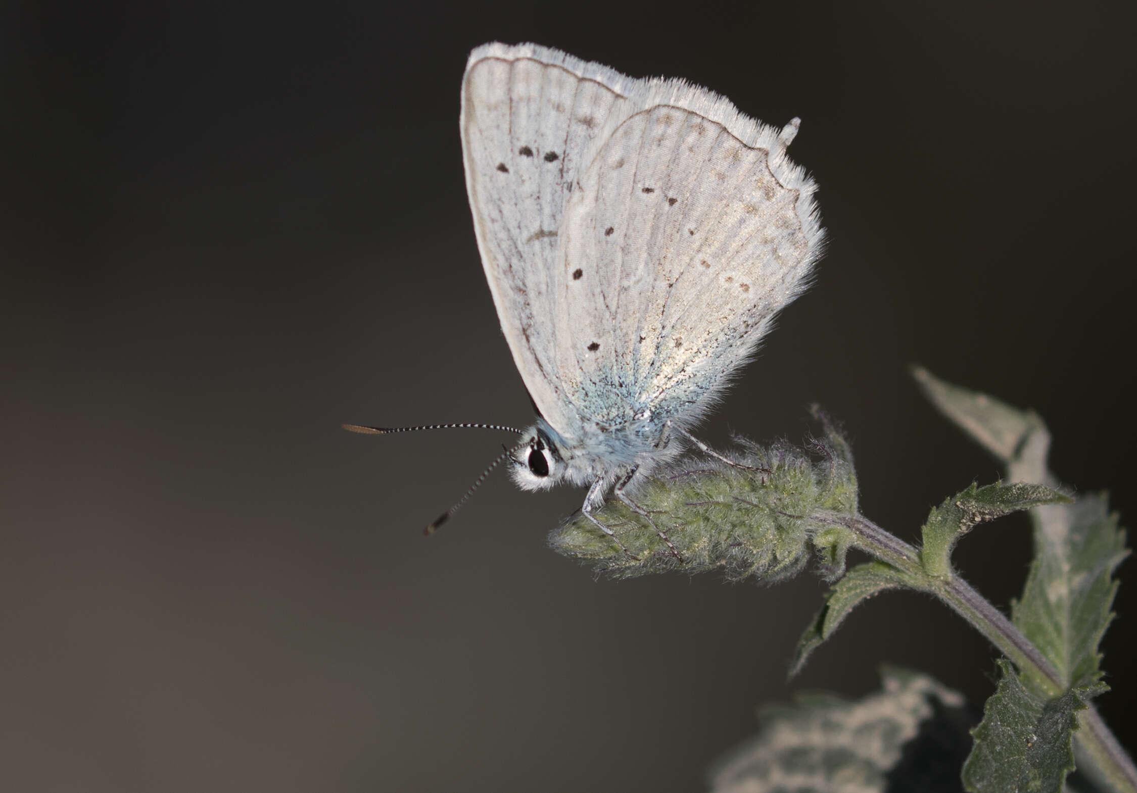 Image of Polyommatus daphnis