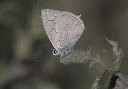 Image of Polyommatus daphnis