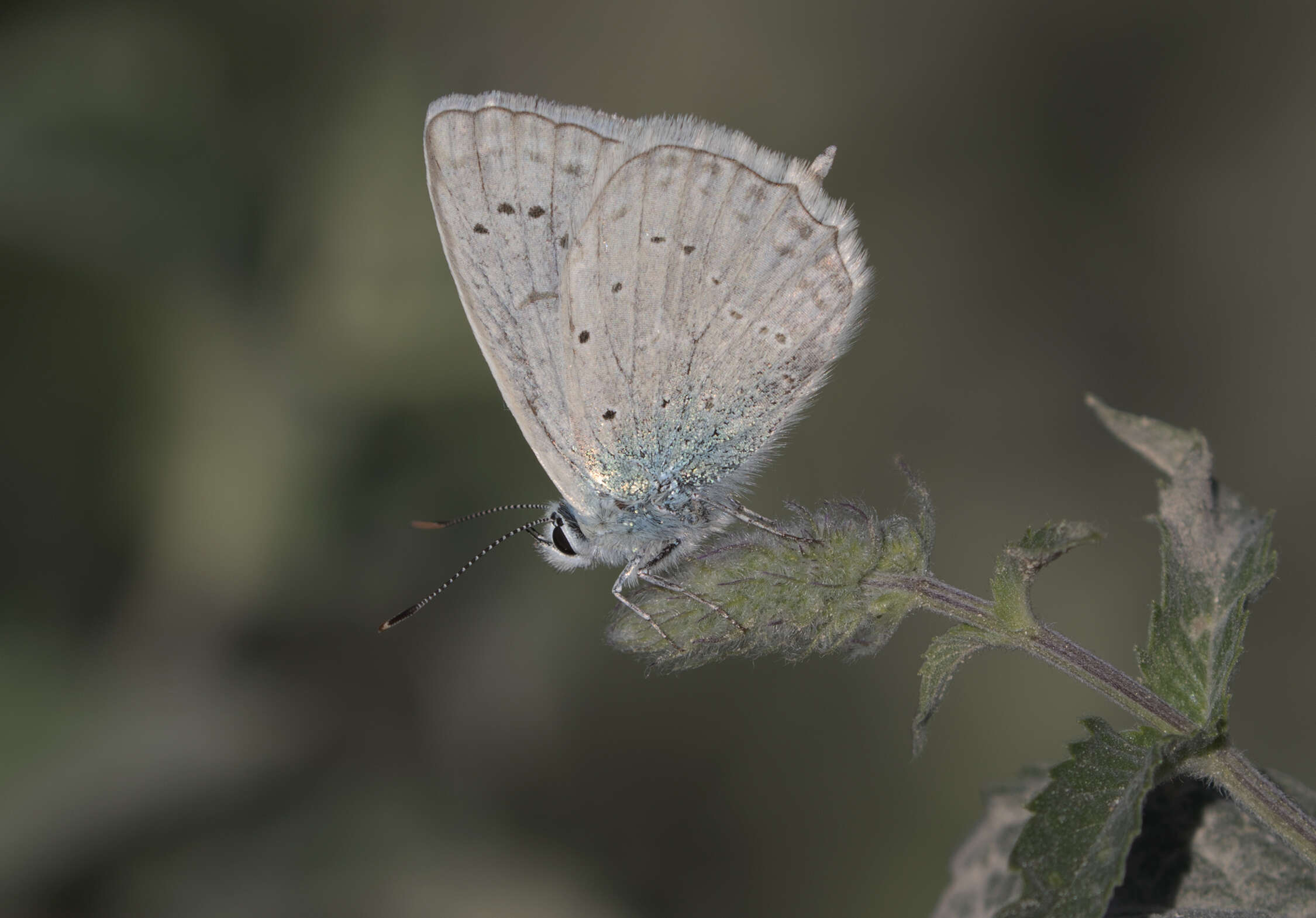 Image of Polyommatus daphnis