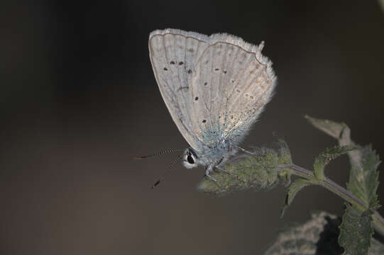 Image of Polyommatus daphnis