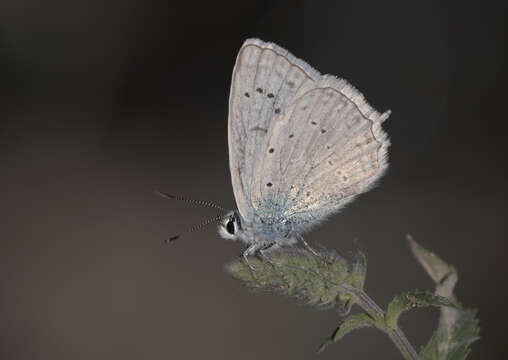 Image of Polyommatus daphnis