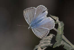 Image of Polyommatus daphnis