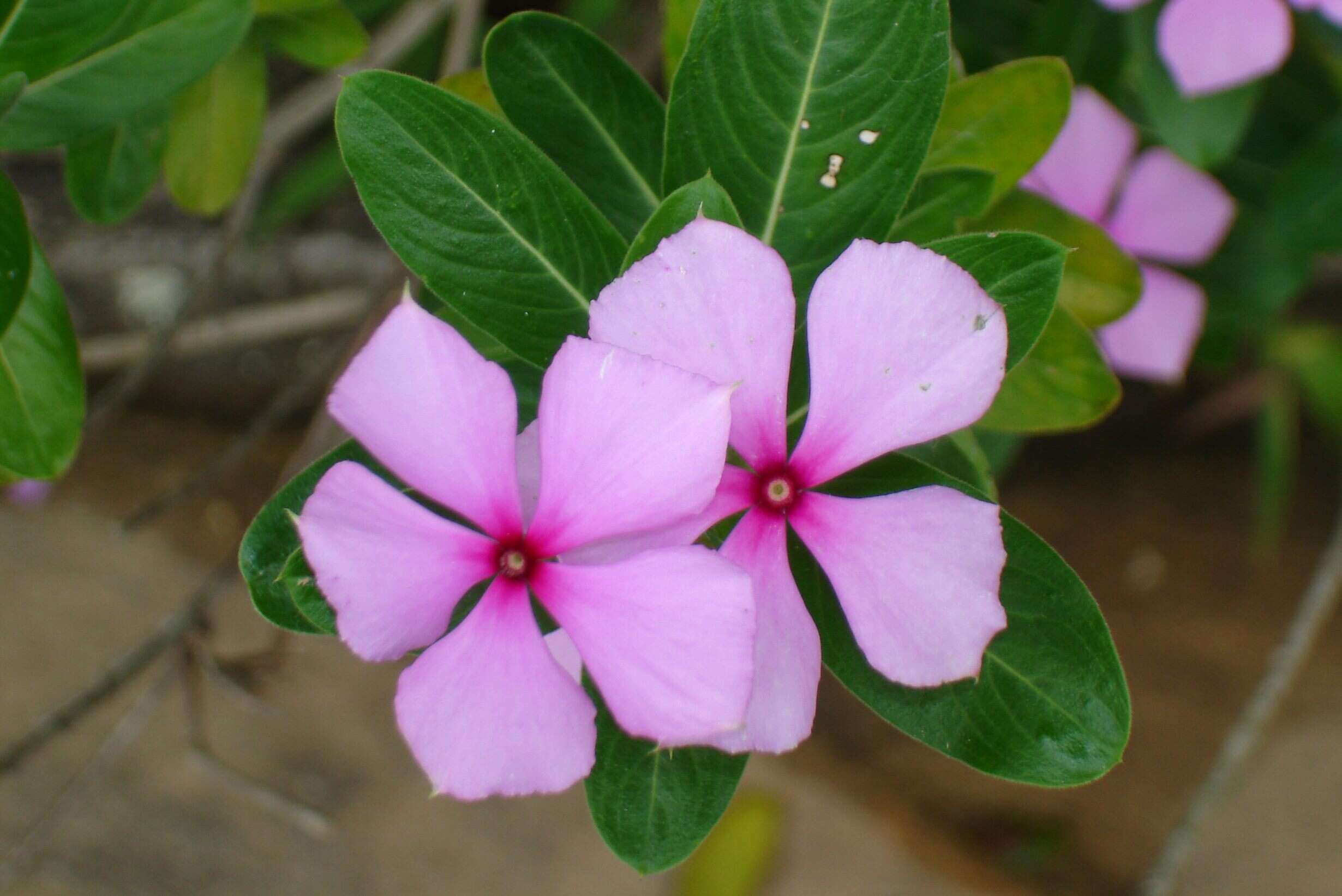 Image de Pervenche de Madagascar