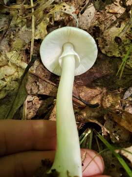 Image of Amanita brunnescens G. F. Atk. 1918