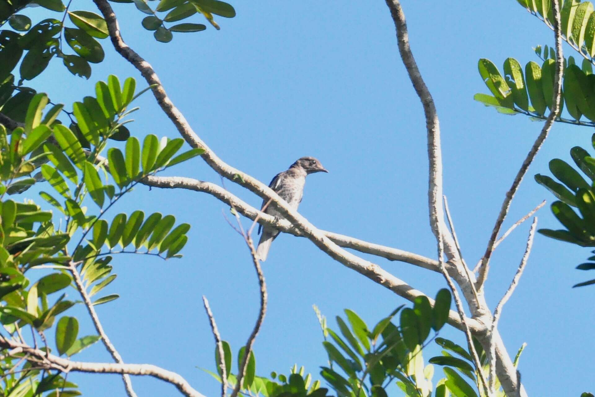 Image of White-winged Cotinga