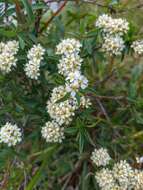 Image de Spiraea alpina Pall.