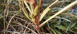 Image de Gentianella muelleriana subsp. alpestris (L. G. Adams) Glenny