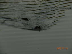 Image of Broad-snouted Caiman