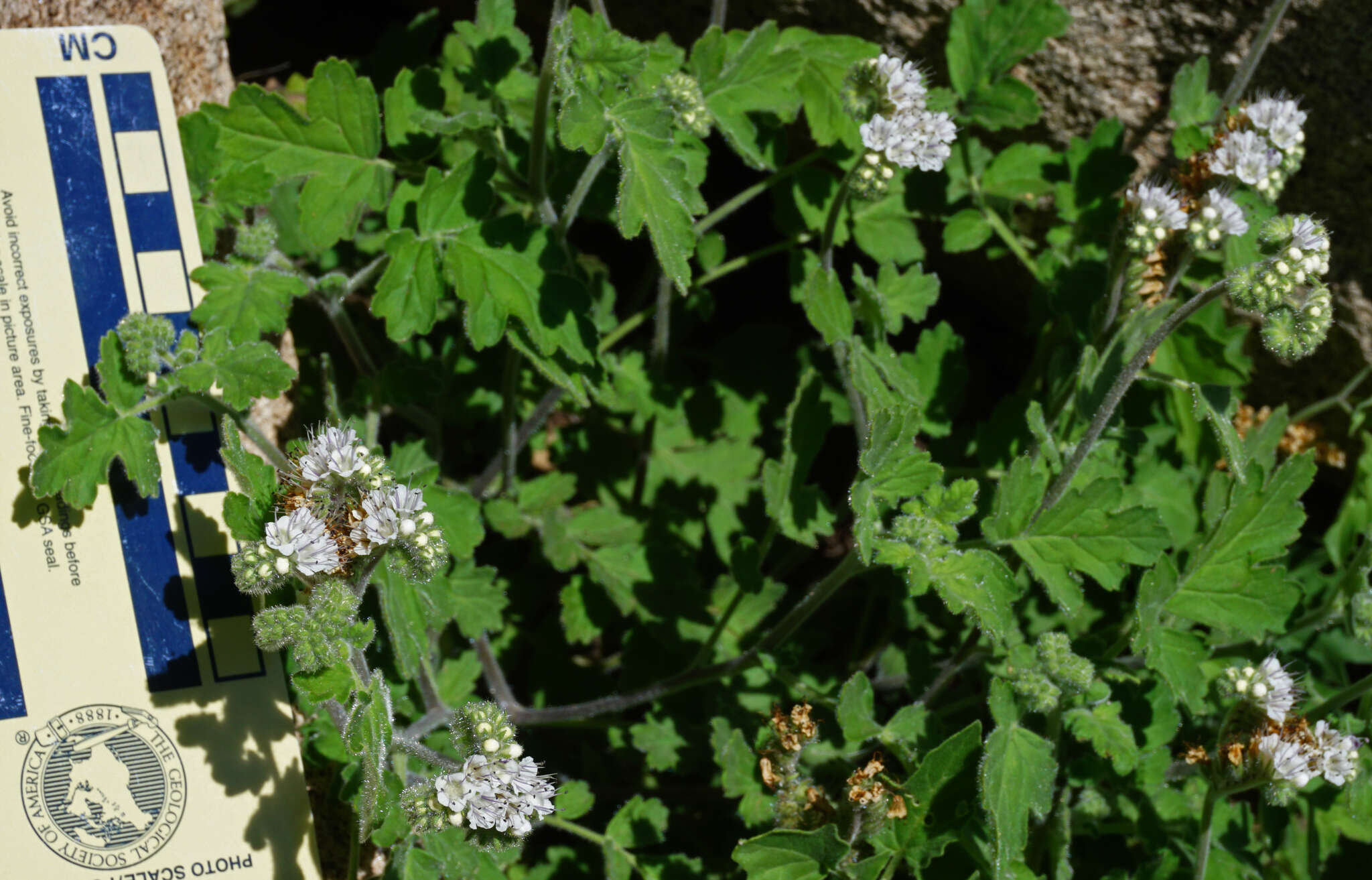 Phacelia rupestris Greene的圖片