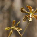 Слика од Encyclia meliosma (Rchb. fil.) Schltr.