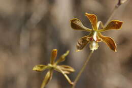 Image de Encyclia meliosma (Rchb. fil.) Schltr.