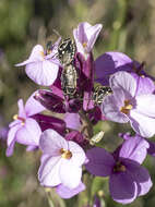 Image of <i>Eurydema lundbladi</i> Lindberg 1960