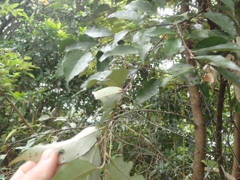 Plancia ëd Styrax suberifolius Hook. & Arn.