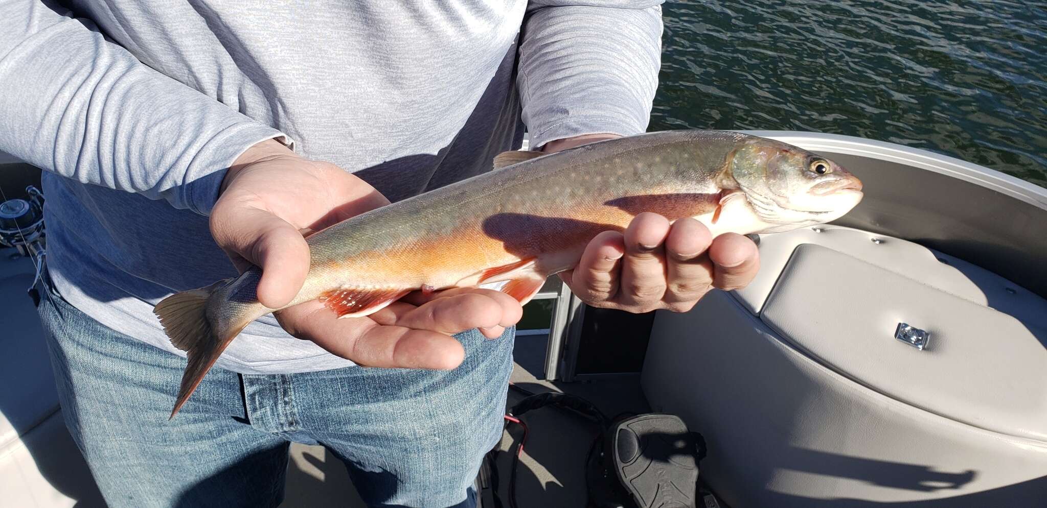 Image of Arctic Char