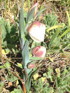 Image of White fairy-lantern