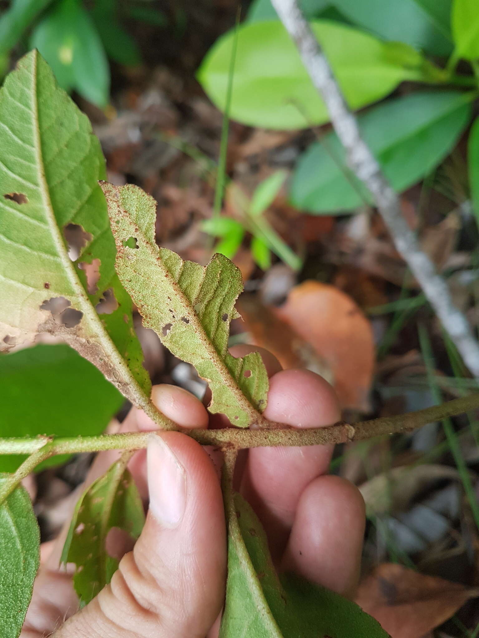 Image of Croton hostmannii Miq. ex Schltdl.