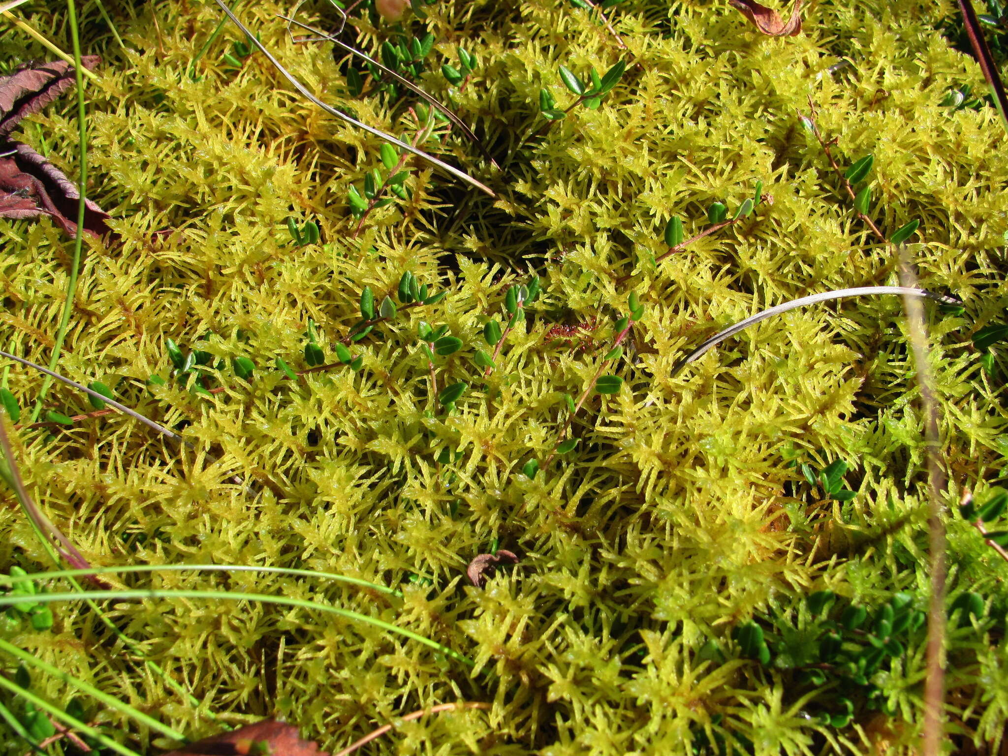 Image of helodium moss