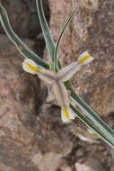 Image of Iris capnoides (Vved.) T. Hall & Seisums