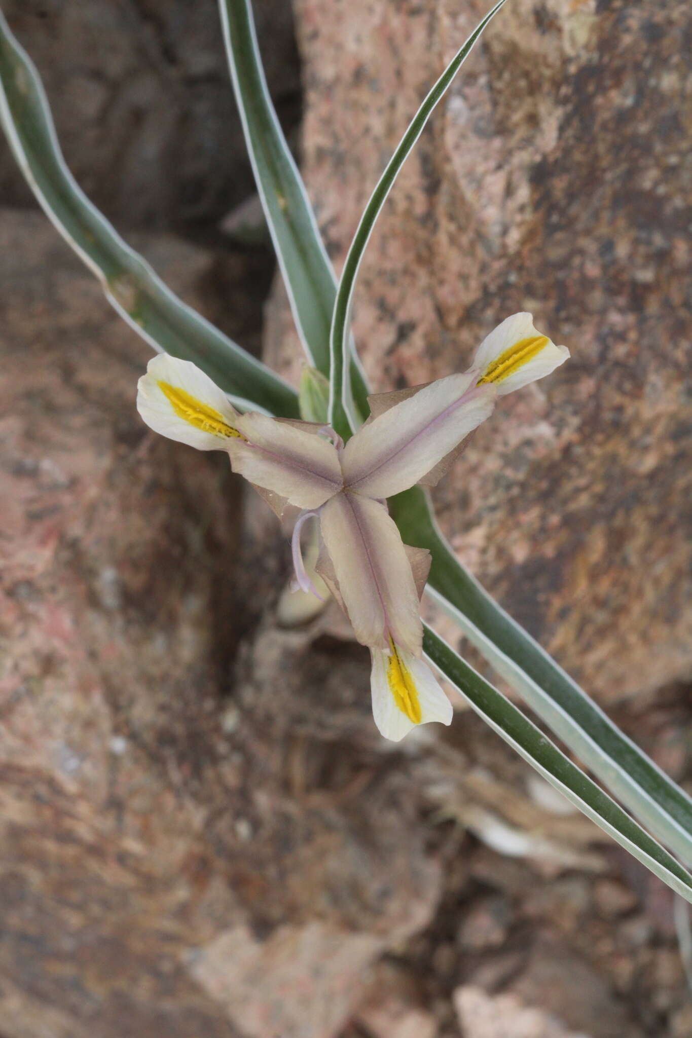 Image of Iris capnoides (Vved.) T. Hall & Seisums