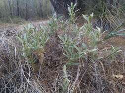 Imagem de Scaevola canescens Benth.