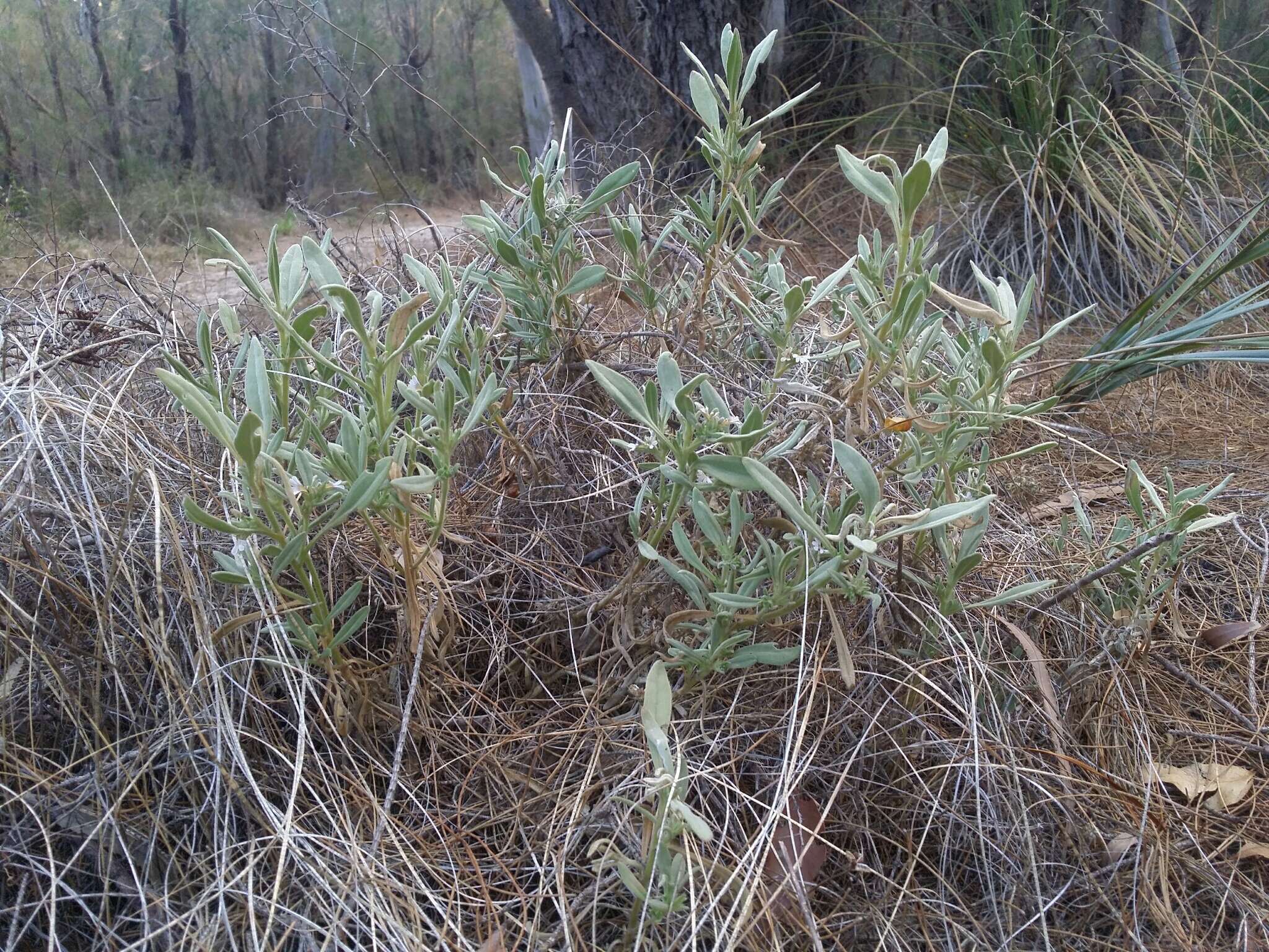 Imagem de Scaevola canescens Benth.