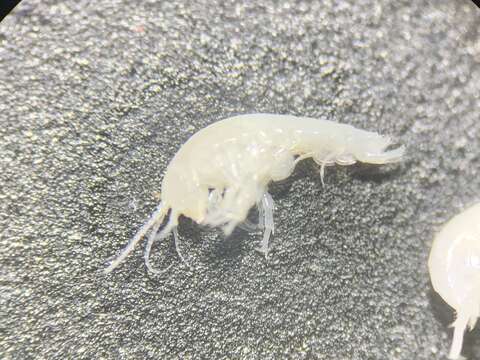 Image of Hyalella muerta Baldinger, Shepard & Threloff 2000