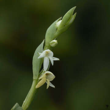 Слика од Habenaria heyneana Lindl.